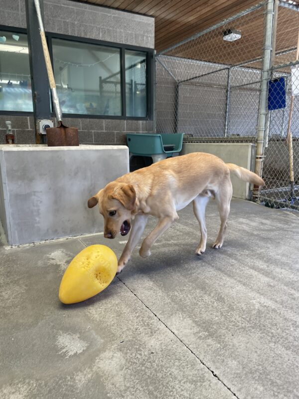 Owen chasing a yellow Jolly Egg toy in community run on the Oregon campus. He is running after the toy with his mouth open and ears flying.