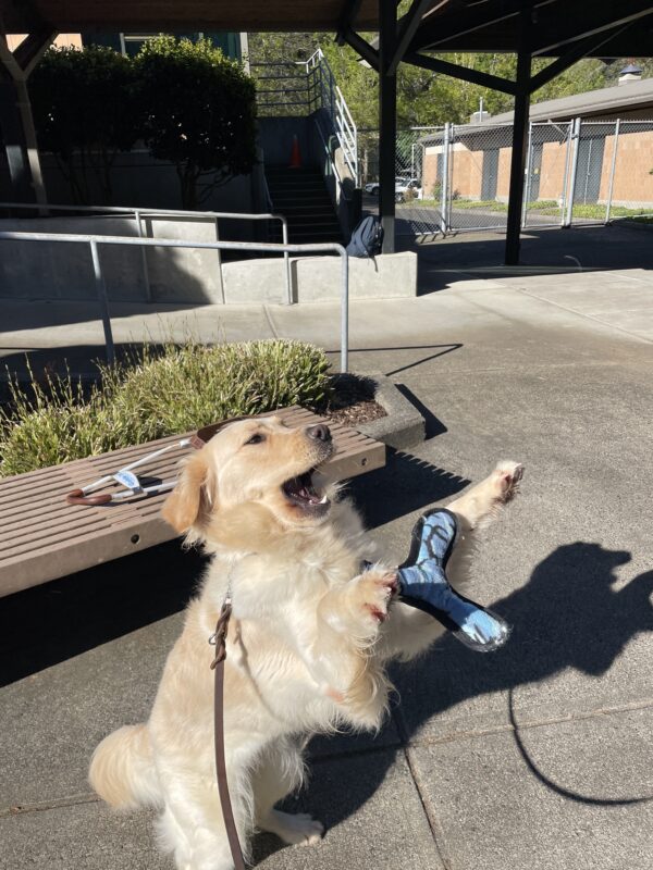 Strawberry playing with a stuffy toy while on leash in front of the kennels on the Oregon campus. She is jumping up in the air with her mouth open and paws up in an attempt to catch the tossed toy.