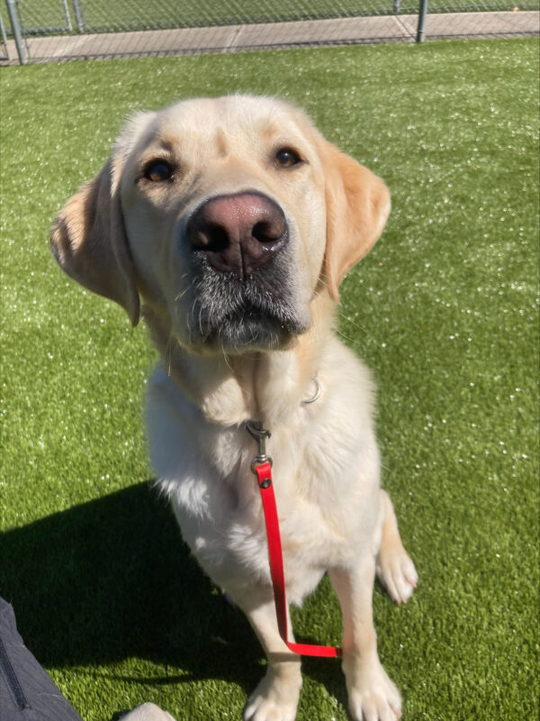 Fresco is in a free run area on the Oregon Campus. He is sitting and staring up at the camera.