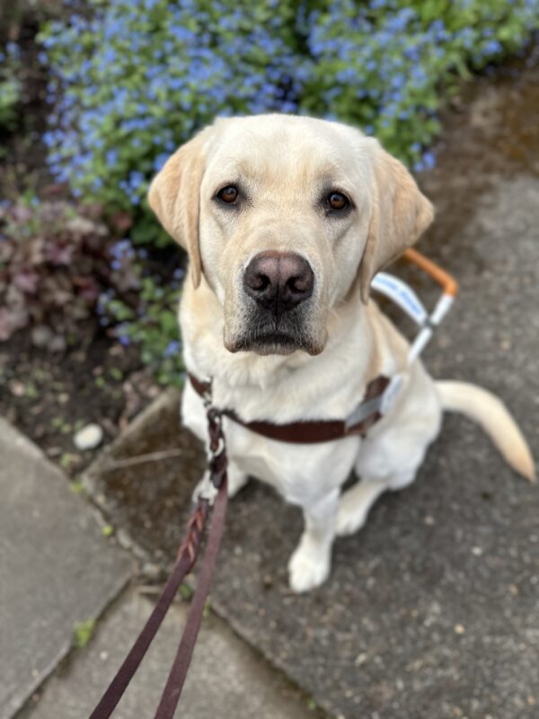 Yellow Lab Augustus sits on a sidewalk by a planter with a short bush covered in tiny purple flowers. He is wearing a leather guide dog harness and leash.