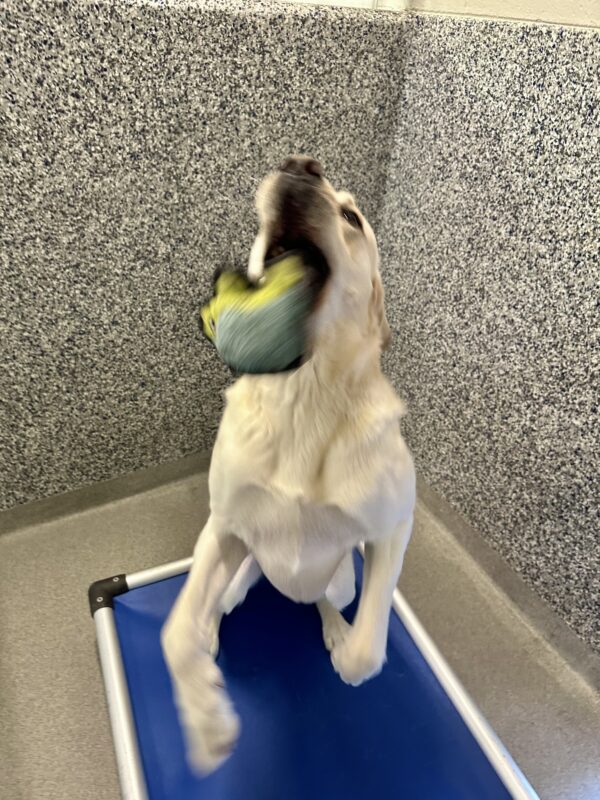 Yellow Lab Augustus has his mouth open, about to catch a blue and green small stuffed hedgehog toy. He is on a blue bed in his kennel run.