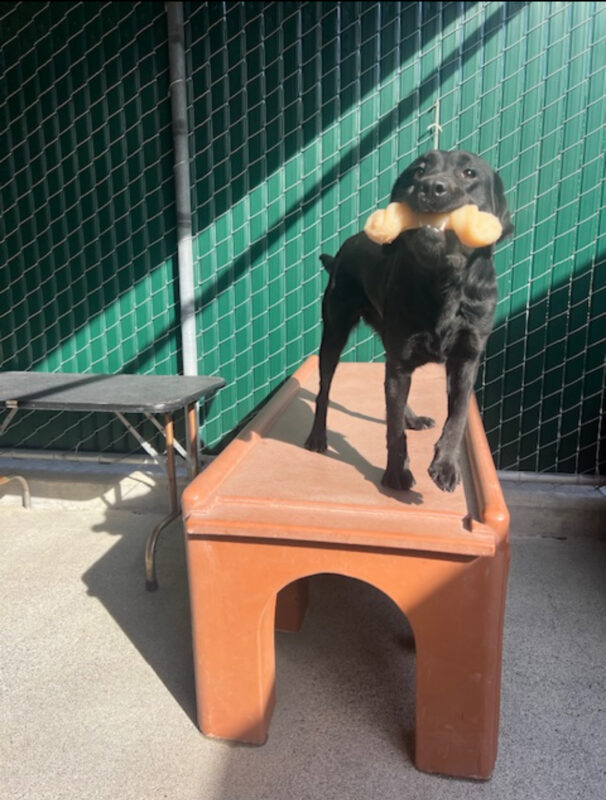 Enola stands on a brown play structure in the Community run. She is looking at the camera with a bone in her mouth.
