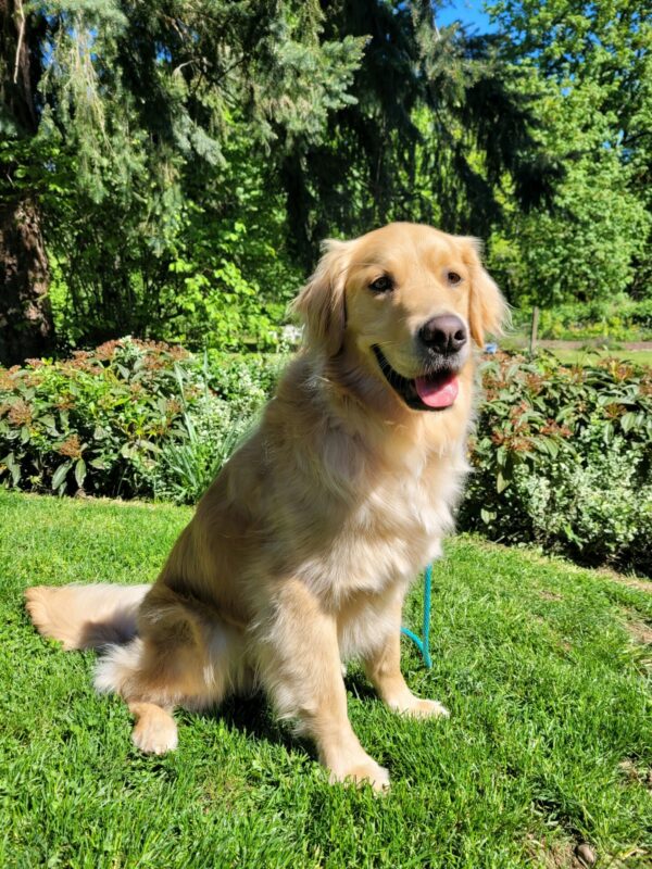 Bart sits on the lawn in the sunshine at his foster care home. He
