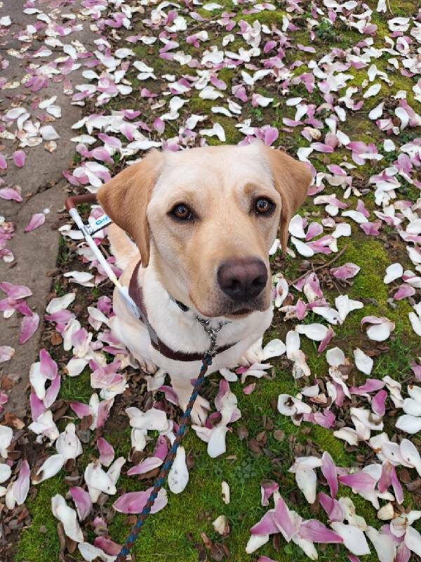 Janessa sits on green grass covered in purple and white flower petals. She is wearing her brown leather harness while looking up into the camera.