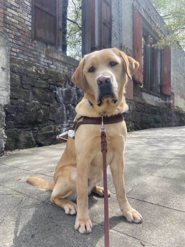 Kyle, yellow Labrador Retriever, sits in harness looking at the camera while in downtown Portland. A stone and brick wall with open windows and red metal shutters are in the background.