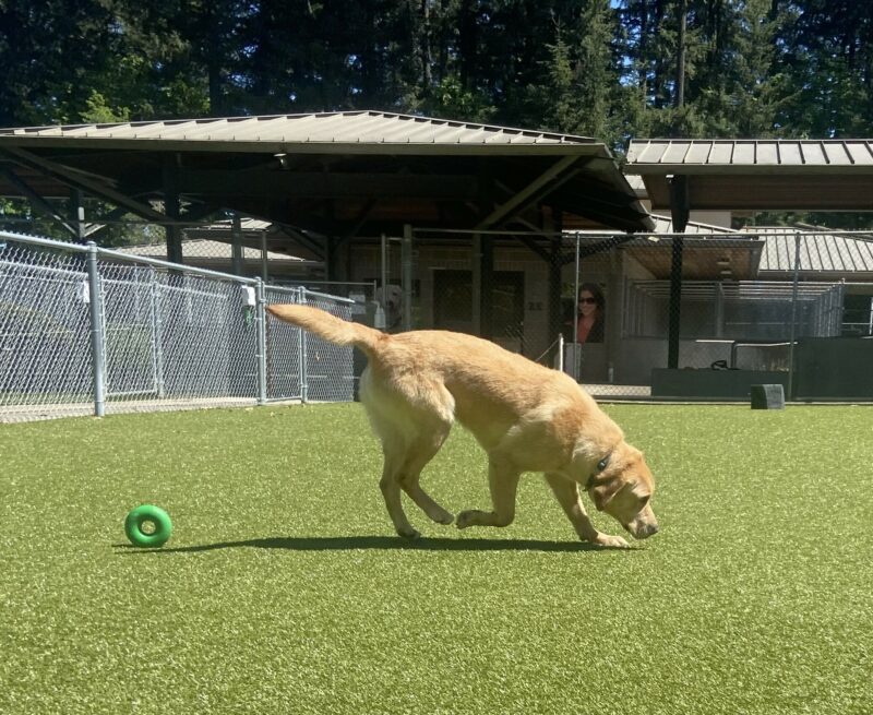Kyle is sniffing while in the turf free run area on the Oregon campus. It is a profile picture and a green goughnut is laying behind him.