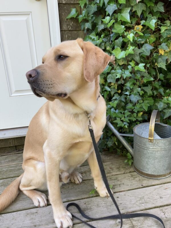 Gazpacho, a yellow Labrador Retriever, is sitting in front of a wall of ivy looking off into the distance.