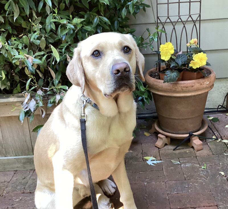 Gazpacho is looking up at the camera with his sweet, brown eyes while sitting in front of a jasmine push and some yellow flowering plants are in the background.