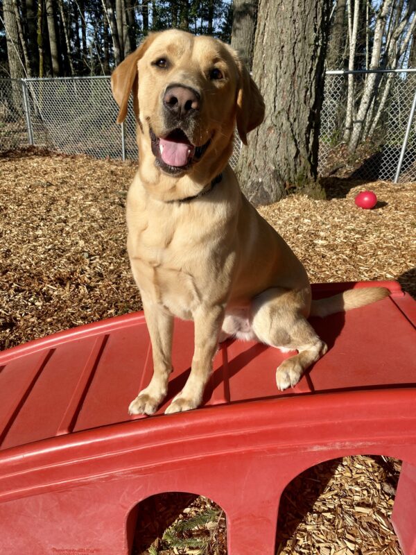Alder is sitting on a red play structure smiling at the camera (mouth open, looking at camera). He is in a free run area on the Oregon campus that is covered in bark chips.