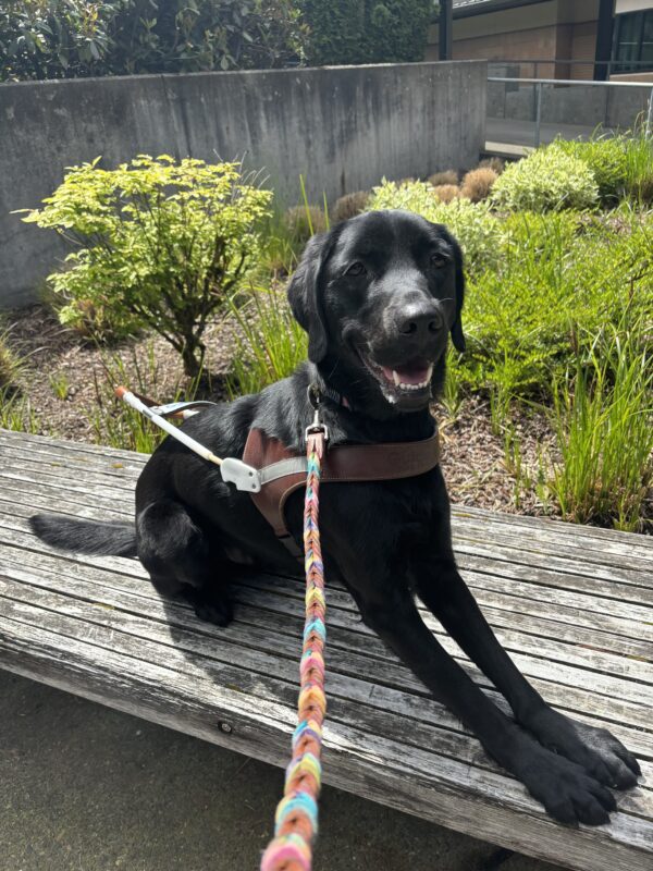 A black Lab, Golden Cross sits with his front legs outstretched. He is wearing a harness and a multicolored leash. He has a happy expression on his face with his mouth open.