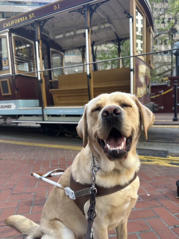 Argo sitting in front of a trolly in the city.