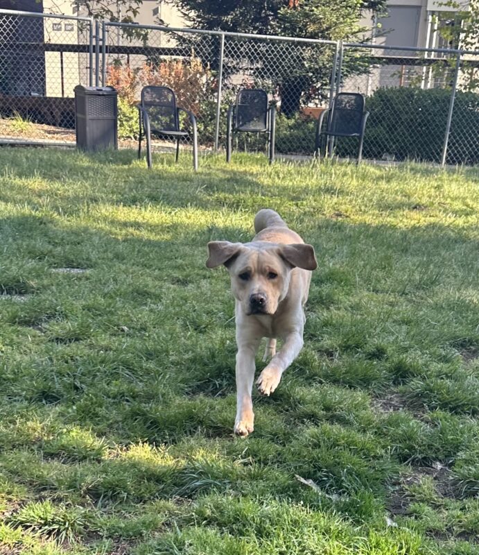 Argo running in a yard with grass.