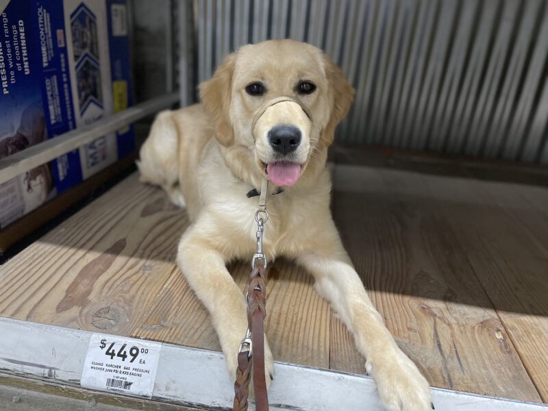 Lab/Golden cross Grace visits a hardware store for socialization. She lies on a wooden shelf while looking at the camera and wears a tan Gentle Leader and GDB leash.