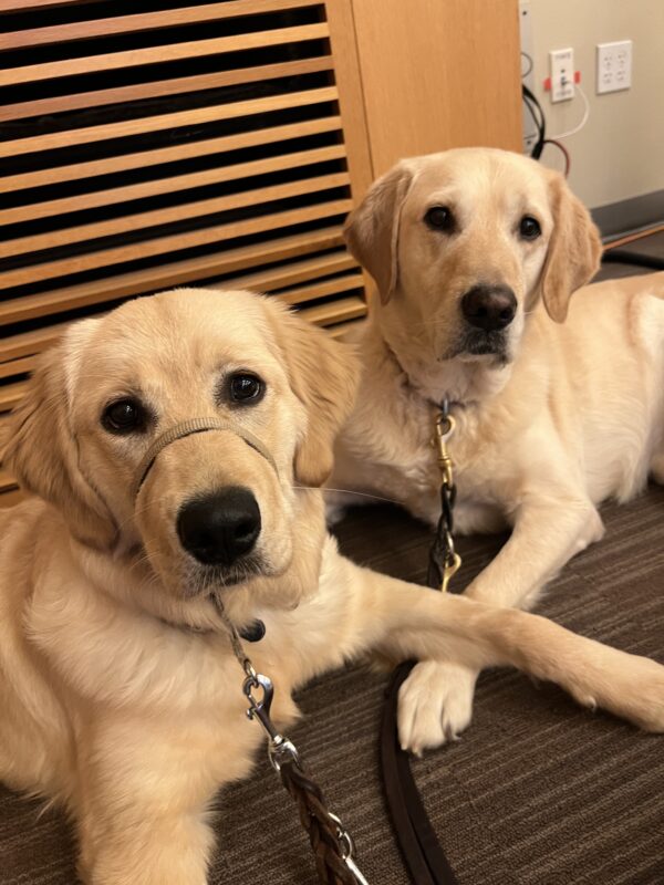 Grace lies on the carpet wearing her Gentle Leader and looks at the camera while she rests her front leg over her yellow Lab friend's paw.