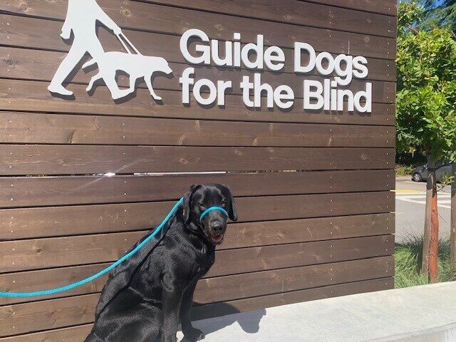 Black Lab Abrazo is sitting outside in front of a Guide Dogs for the Blind sign. He is wearing a blue leash and smiling at the camera.
