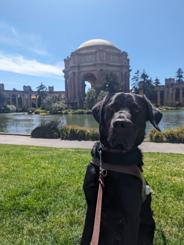 Alto sits on a patch of grass across in the Palace of Fine Arts in San Francisco. His head is slightly leaning to the right as he tries to look past the camera.