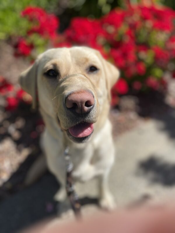 Apple sits in front of beautiful red flowers while on a walk. She is looking up at the camera with her tongue poking through.
