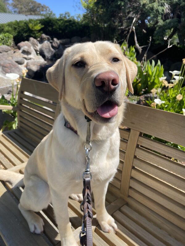 Apple sits on a wooden bench in front of a pond. She is looking contentedly at the camera with an open mouth smile.