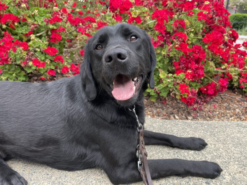 Aramis poses in front of beautiful red flowers while out for a walk on campus. He looks lovingly at the camera with an open-mouth smile.