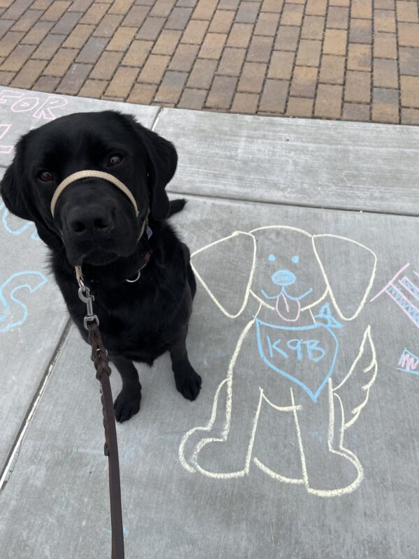 Aramis poses with chalk art in the GDB courtyard. He is looking up at the camera with a sweet and inquisitive look. The chalk art shows a cartoon-style dog with a blue bandana around it's neck that reads