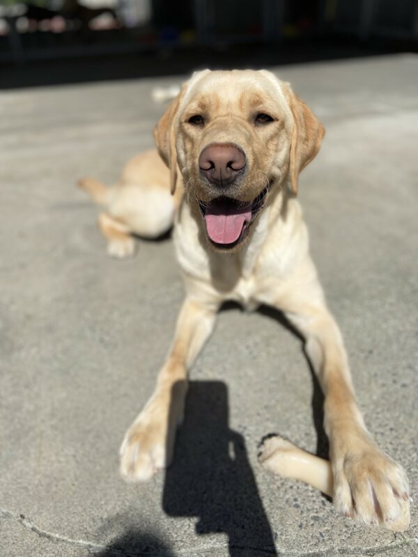 Arkin lays in the sun in the community run area on the Oregon campus. He has a Nylabone under one of his front paws and is looking up at the camera with his mouth open and tongue showing.