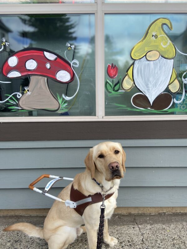 Arkin sits in front of a storefront in his guide dog harness. The windows of the storefront he is sitting in front have been decorated with window markers. One window has a picture of red mushroom with white spots and a couple bumblebees flying around. The other window has a gnome with a white beard and a yellow hat that is covering his eyes.