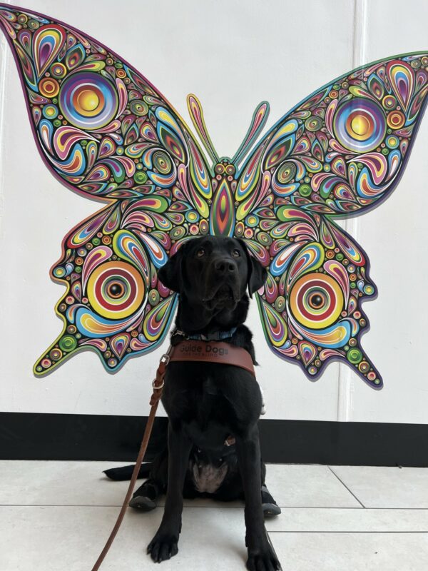 Bryn, a black lab, is politely sitting in front of some wall art of a colorful butterfly. The butterfly is positioned just behind her, making it look like she has wings. Bryn is wearing her harness and hind booties.
