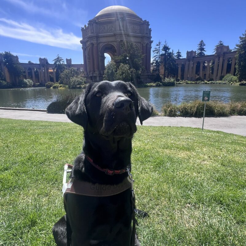 Bailey is wearing her harness and is sitting in front of the pond at the Palace of Fine Arts in San Francisco. She is gazing up at the camera intently.
