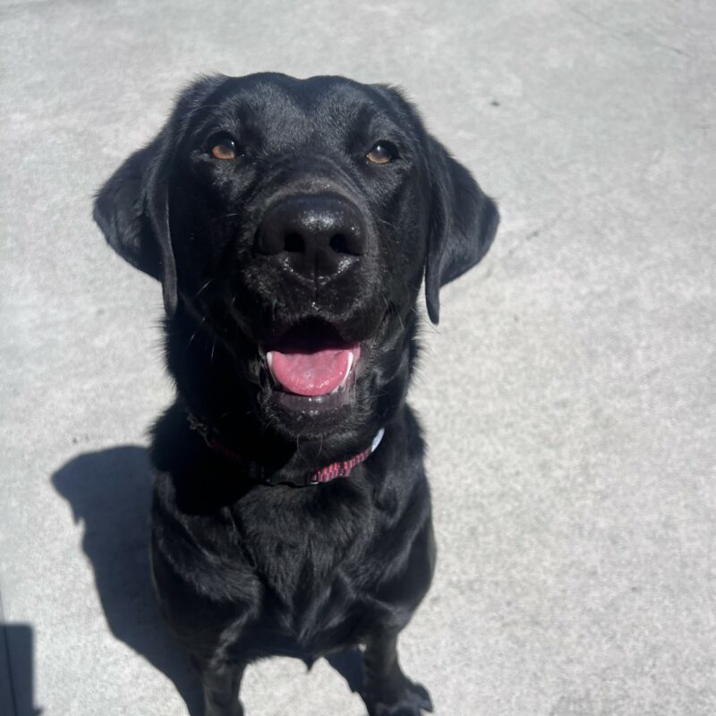 Bailey is sitting in the play yard and is looking up at the camera with a happy smile on her face.