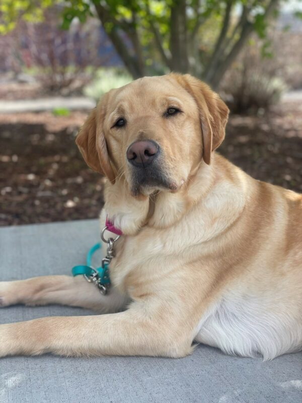 Yellow Lab Golden cross Bamboo laying on a sidewalk with possibly a garden with bark chips behind him, he has his head slightly tilted.