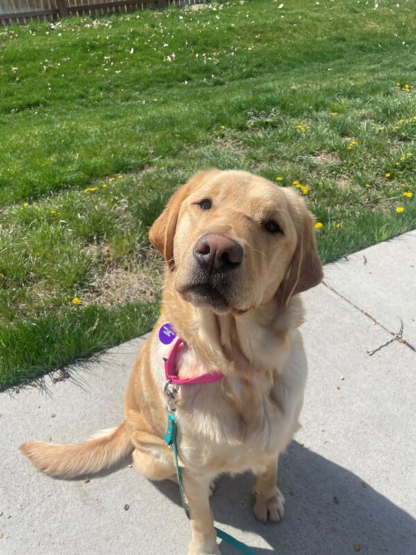 Yellow Lab Golden cross Bamboo sitting on a sidewalk with grass behind him, he has his head slightly tilted.