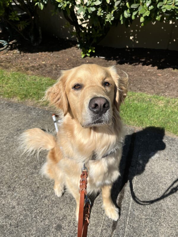 Bart sits on a sidewalk with green foliage behind him. He is wearing his brown leather harness and looking into the camera.
