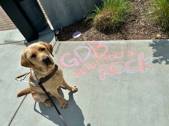 Belvedere sits in his harness on the left side of the frame looking up at the camera. To the side of him written on the sidewalk in red and blue sidewalk chalk are the words 