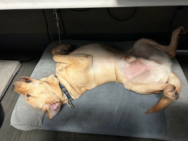 Belvedere is laying sprawled out on his back on a grey bolster bed on tie-down, enjoying some down-time.