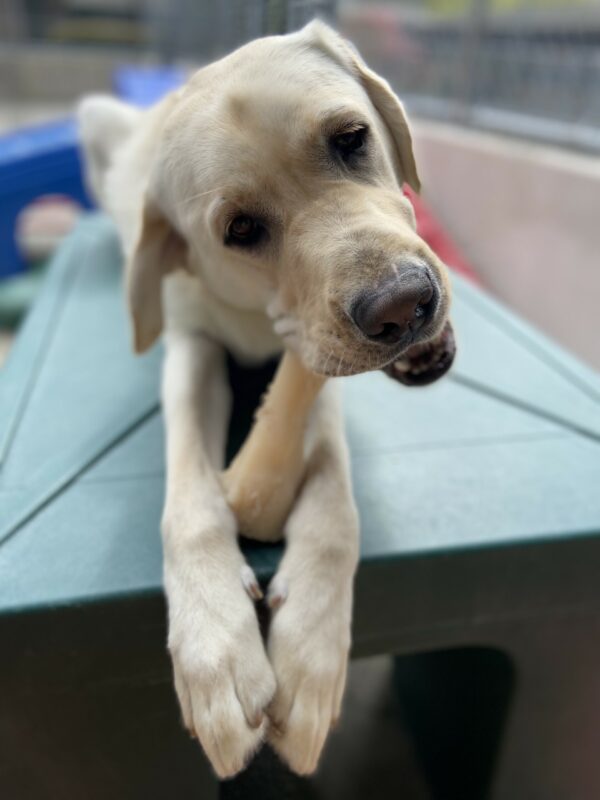 Briggs lays on a green play structure in the community run area on the Oregon campus. He has a Nylabone positioned between his front paws and his head is slightly tilted as he chews away on the bone.