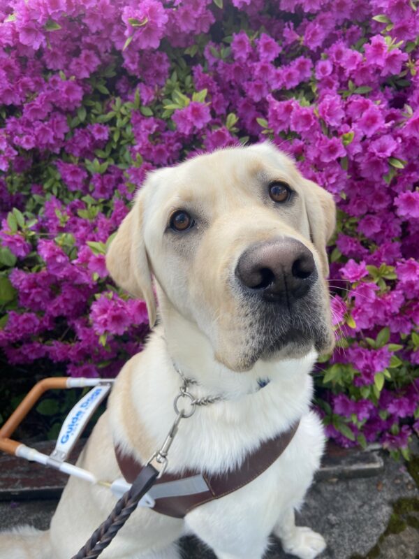 Briggs sits in his guide dog harness in front of a bush that is full of beautiful purple flowers. He is attentively looking up at his handler, waiting to get a treat for being a good boy!