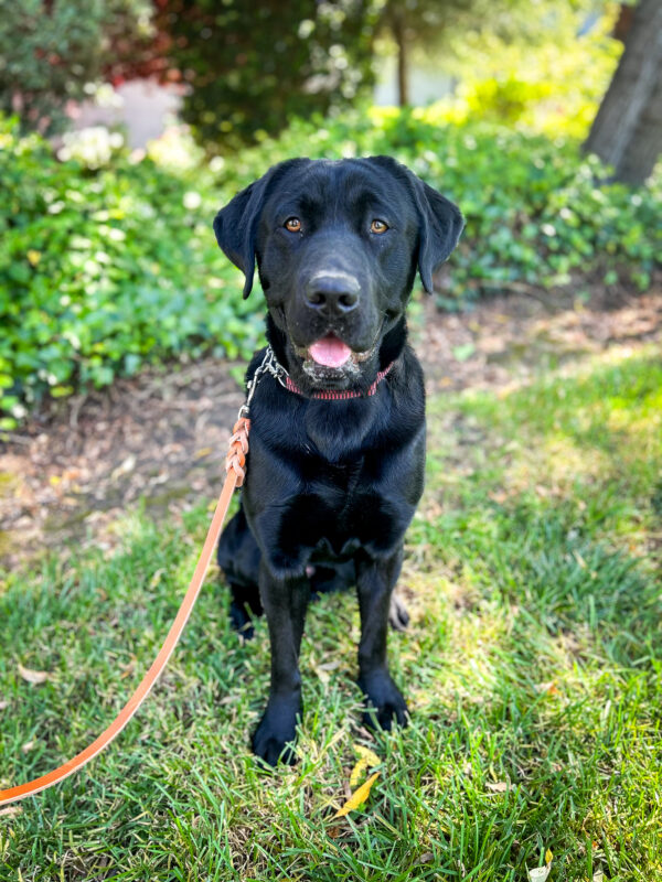 Bruce sits on the shady grass on campus smiling at the camera