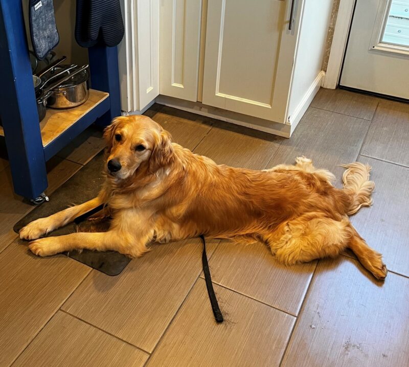 Catalina is a laying down, frog style, in a kitchen. She is staring up at the camera.