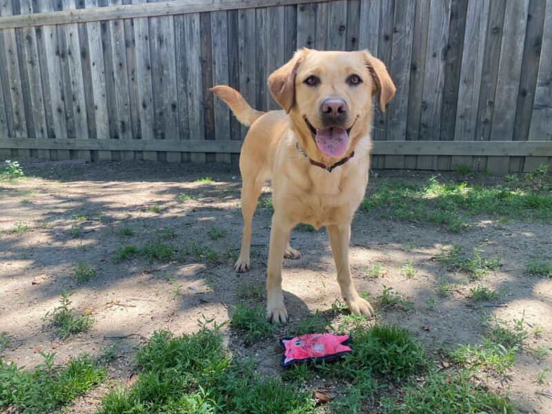 Ceviche is off-leash in a play yard on the CA campus. She is standing above a soft, pink pig toy while staring at the camera with a big smile.
