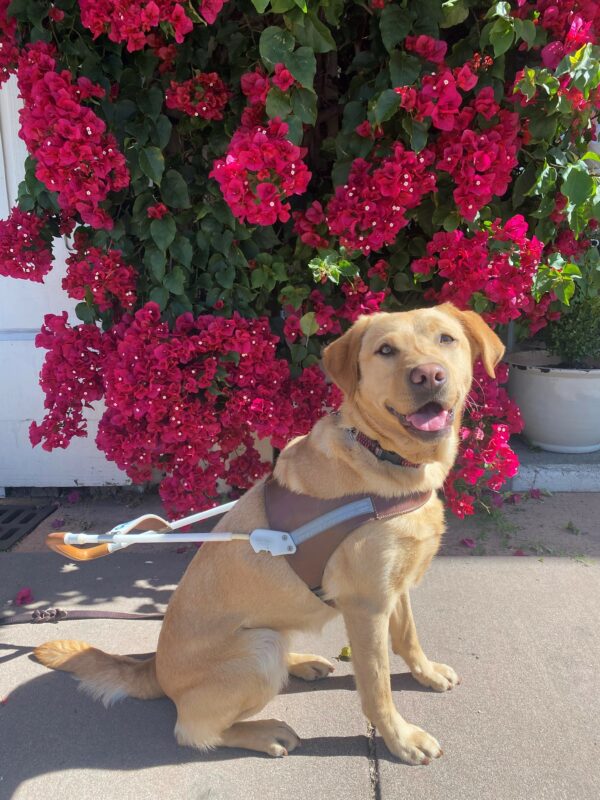 Ceviche sits in harness on the sidewalk. She is smiling at the camera. In the background is a large bush with bright pink flowers.