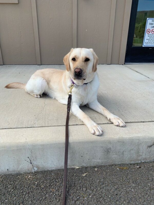 Cliff laying on a concrete pad in front of what looks like a business, he has his leather leash attached to him.