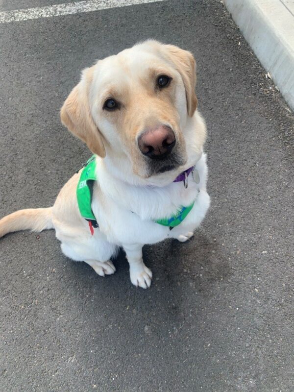 Cliff sitting looking at the camera, wearing his green service dog vest.