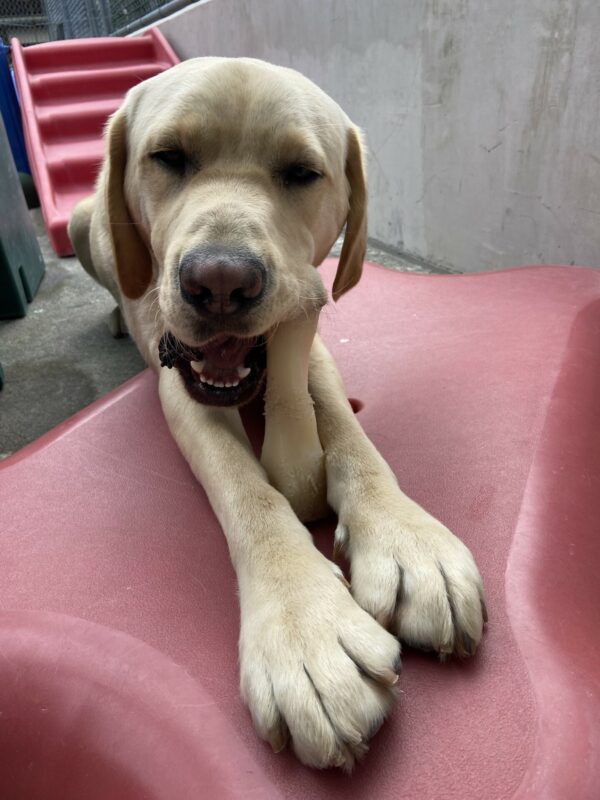 Conway lays on a flat, red piece of play equipment on the ground in the community run area on the Oregon campus. The front half of his body is positioned on the plastic structure as he chews on a Nylabone that he is holding between his front paws.