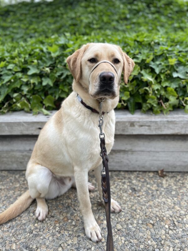 Dauphin sits in front of a wooden raised planter bed containing bright green ivy. He is looking slightly to the right of the camera.