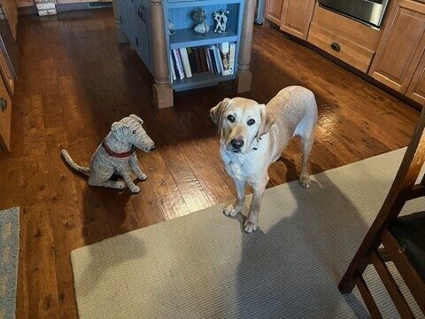 Delaney is standing in a kitchen looking up at the camera and on her left is a large stuffed dog sitting down.