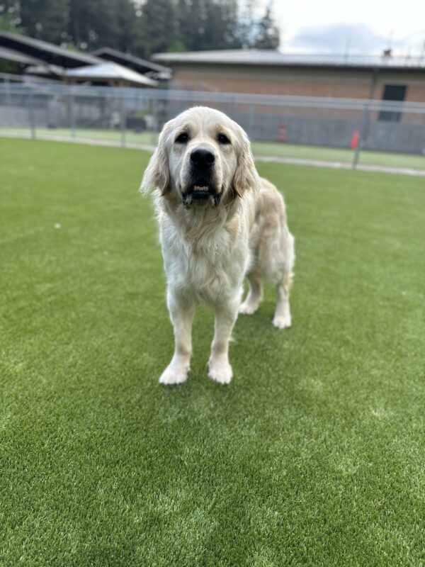 Dennis, a male yellow/lab golden cross stands off-leash in a turf free run area.