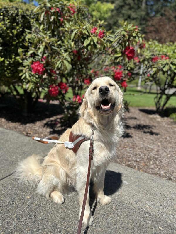 A handsome male yellow lab/golden retriever cross sits in front of a plant with red colored flowers on it. He is wearing his guide dog harness and is smiling.