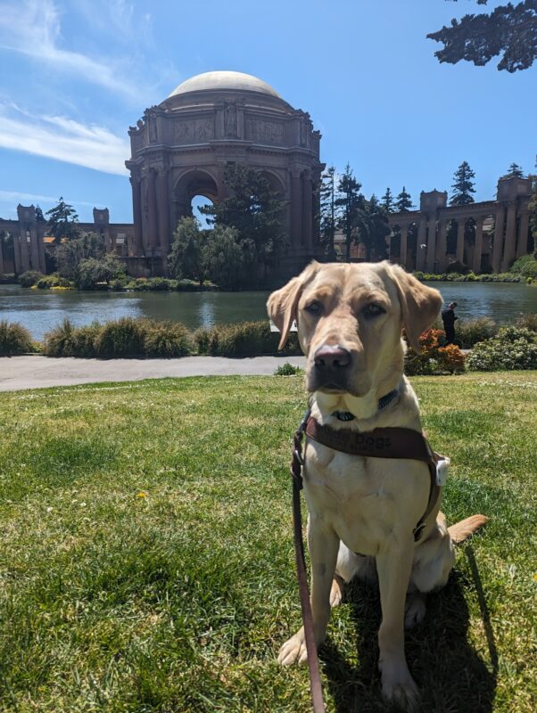 Emma sits in harness in the Palace of Fine Arts in San Francisco. The sun is beaming down on her face as she looks to the left of the camera.