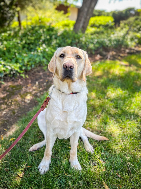 Emmett sits on the shady grass on campus with a sweet relaxed expression on his face.