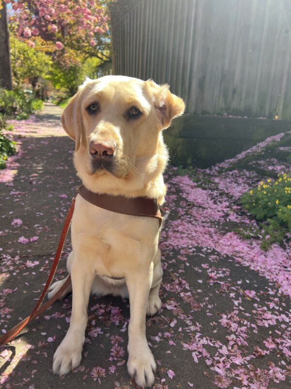 Female yellow lab, Frankie, sits on the sidewalk of a small neighborhood. She is wearing her harness and one of her ears is flipped backwards. We call it